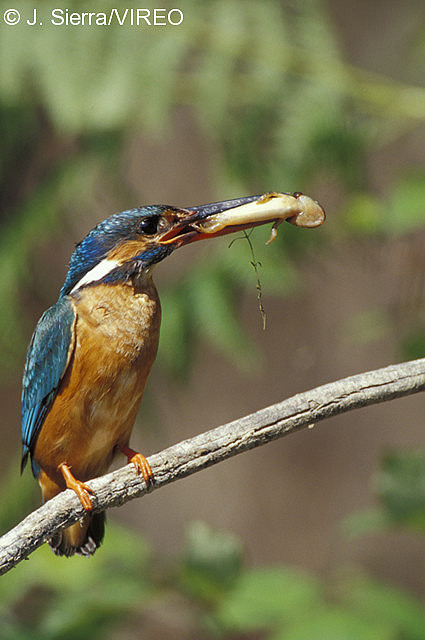 Common Kingfisher s68-1-101.jpg